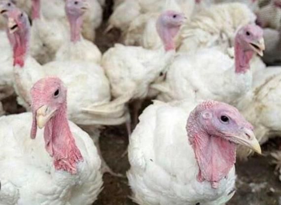 فروش فوری جوجه بوقلمون بیوتی|حیوانات مزرعه|کرج, جهانشهر|دیوار