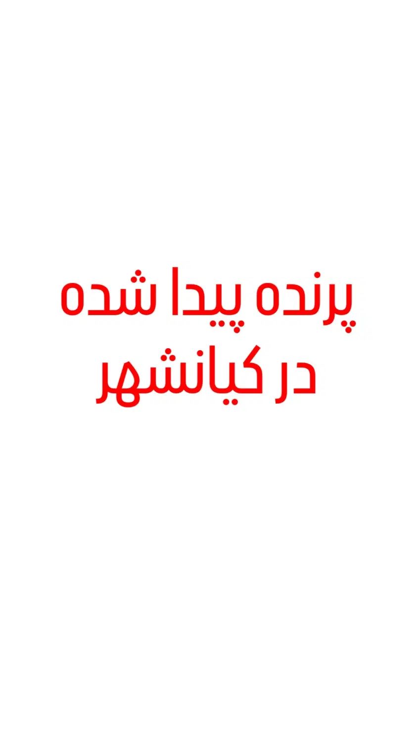 پرنده گمشده|حیوانات|تهران, کیانشهر|دیوار