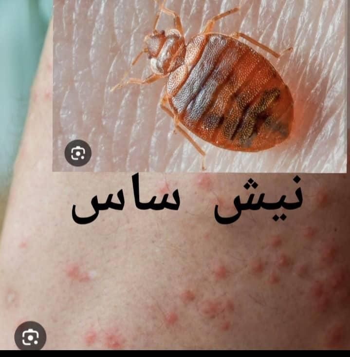 خدمات سمپاشی٪موش سوسک ساس مارعقرب موریانه سم پاشی|خدمات نظافت|اهواز, فتح|دیوار