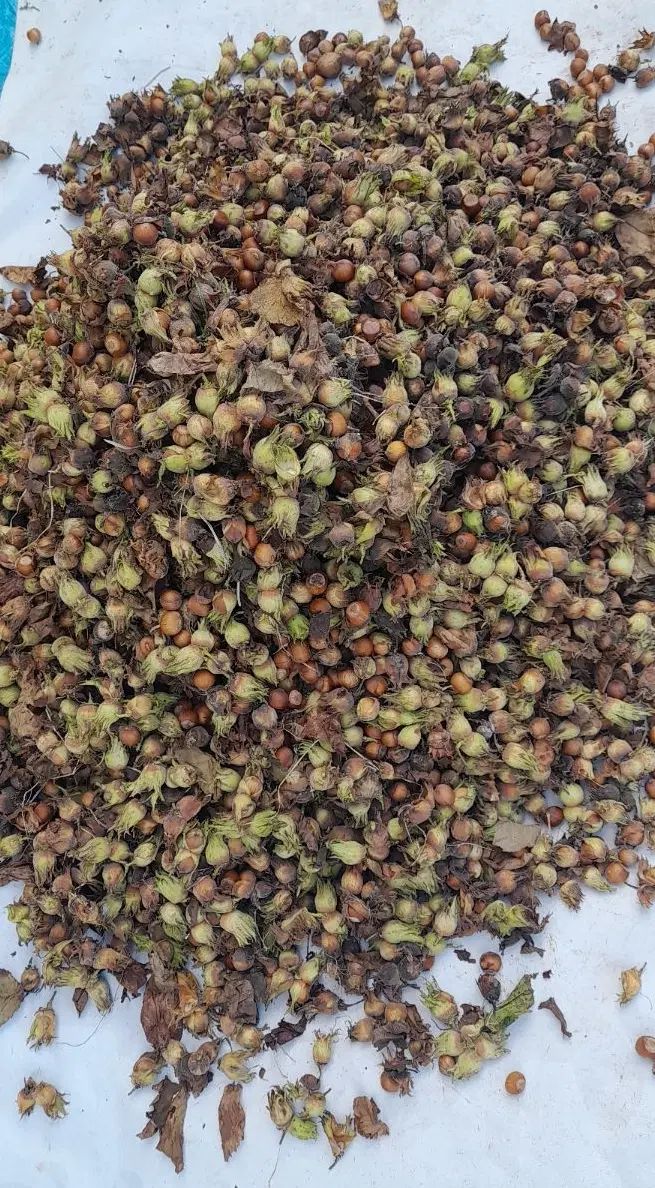 فندق|خوردنی و آشامیدنی|مشهد, حسابی جنوبی (شهرک غرب)|دیوار