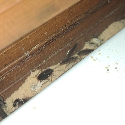 سمپاشی سوسک کابینتی ساس موش سم‌پاشی مورچه|خدمات نظافت|چابهار, |دیوار