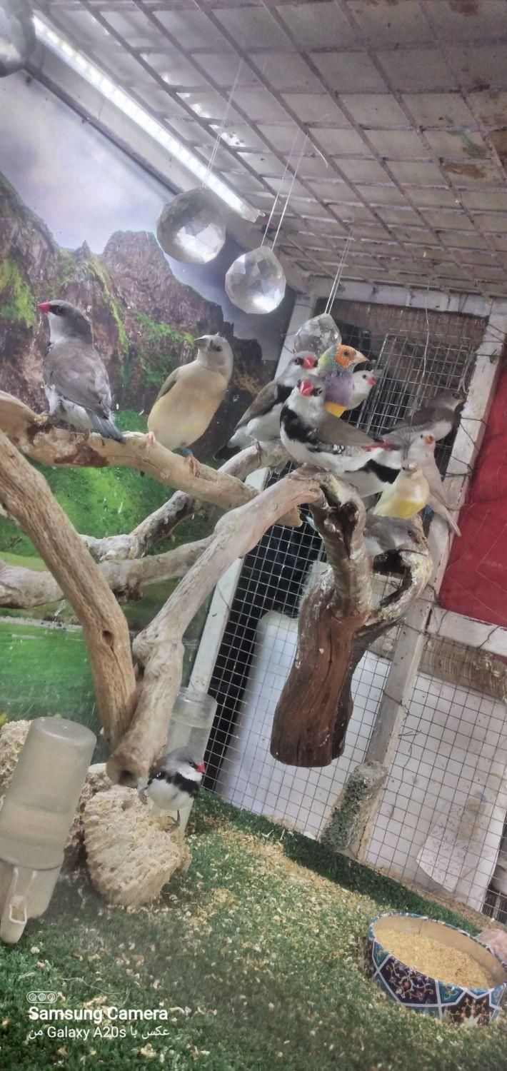 فنچ الماسی  . گلدین .ستاره‌ای. توت فرنگی  قناری|پرنده|تهران, بهارستان|دیوار