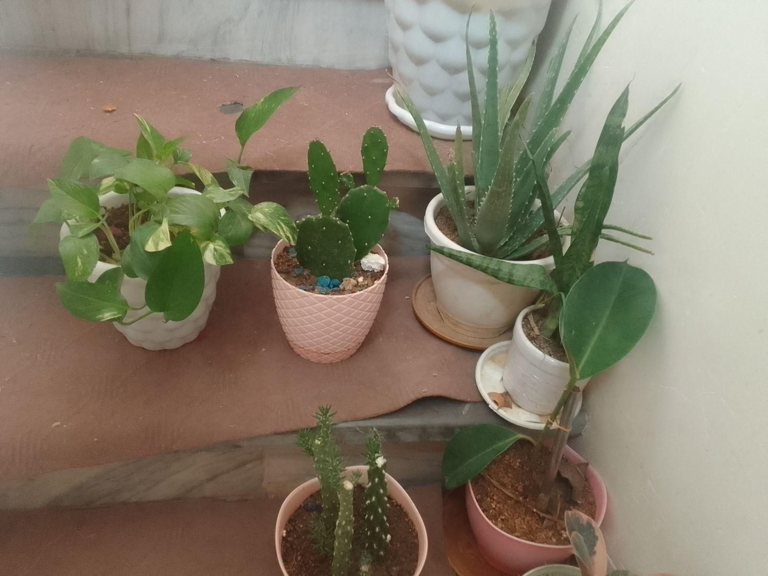 ابچکان دومتری و|حراج|شیروان (خراسان), |دیوار