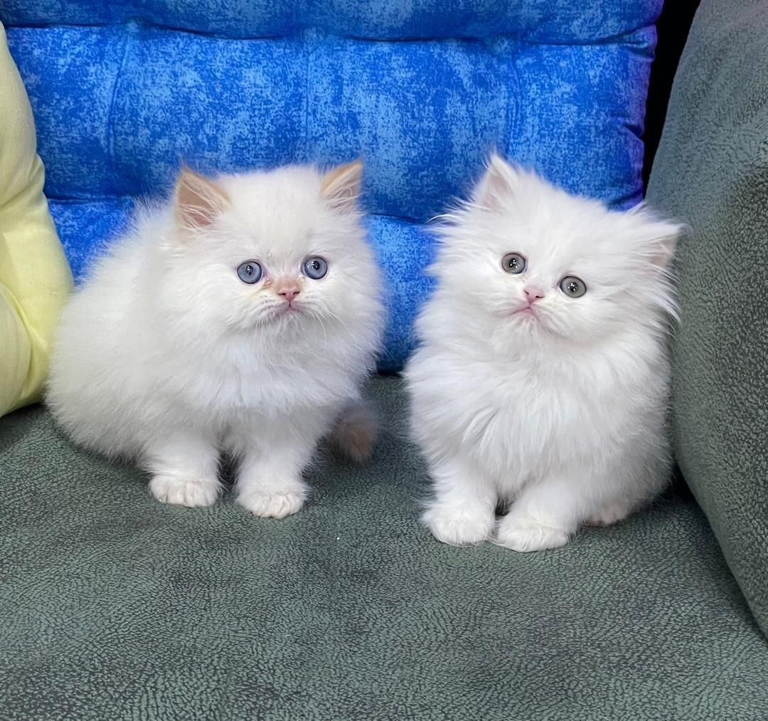 گربه های گوگولی و اصیل (پرشین بریتیش اسکاتیش)|گربه|بندرعباس, |دیوار