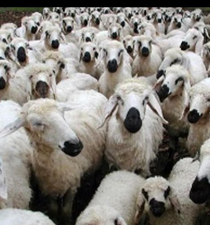 کل مناطق تهران گوسفند زنده بهداشتی گوشتی در محل|حیوانات مزرعه|تهران, اقدسیه|دیوار