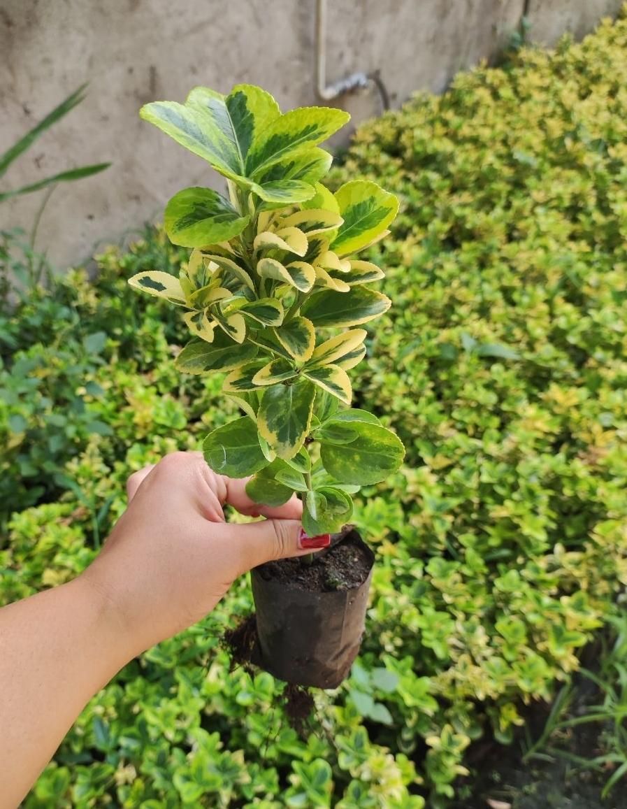 شمشادطلایی نایلکسی|گل و گیاه طبیعی|رشت, بازار|دیوار