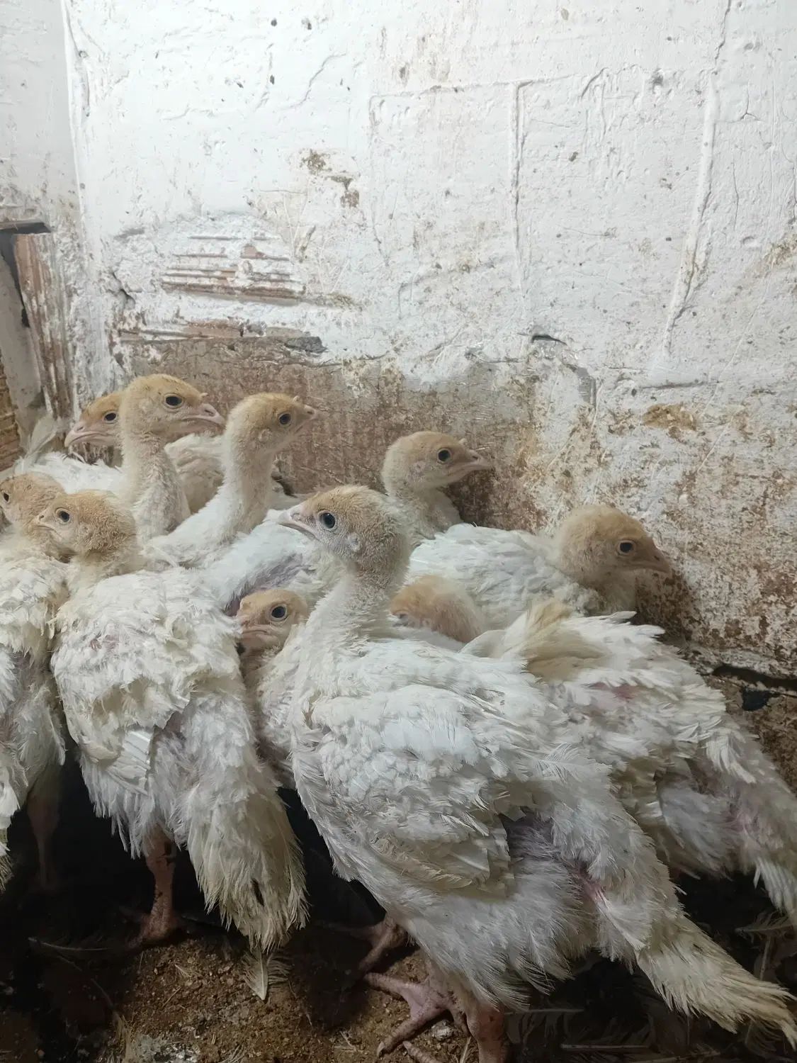 جوجه بقلمون بیوتی۶زرین جوجه در شهر فاضل آباد|حیوانات مزرعه|گرگان, |دیوار