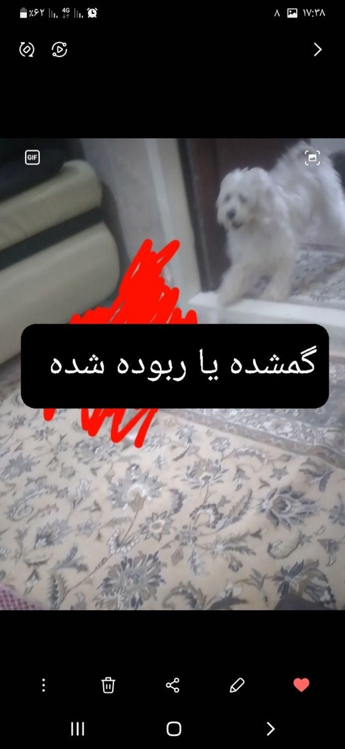 سگ تمام سفید گمشده یا ربوده شده|حیوانات|نیشابور, فرح بخش|دیوار