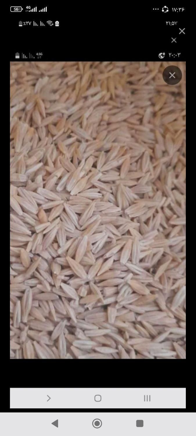 جو آبی|خدمات باغبانی و درختکاری|دلیجان, |دیوار