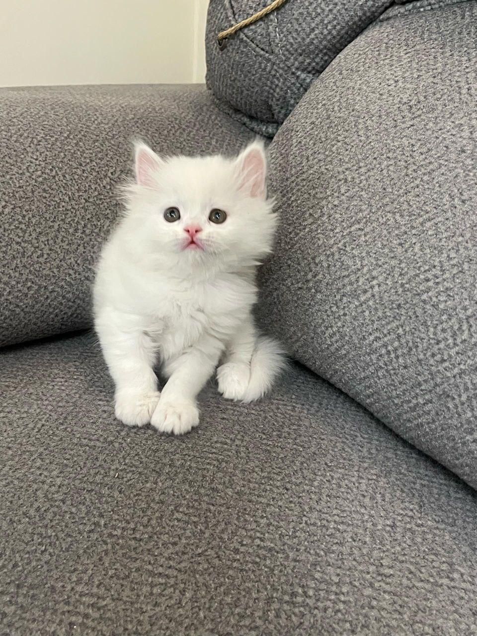 پشمالو های آروم|گربه|کرمانشاه, |دیوار