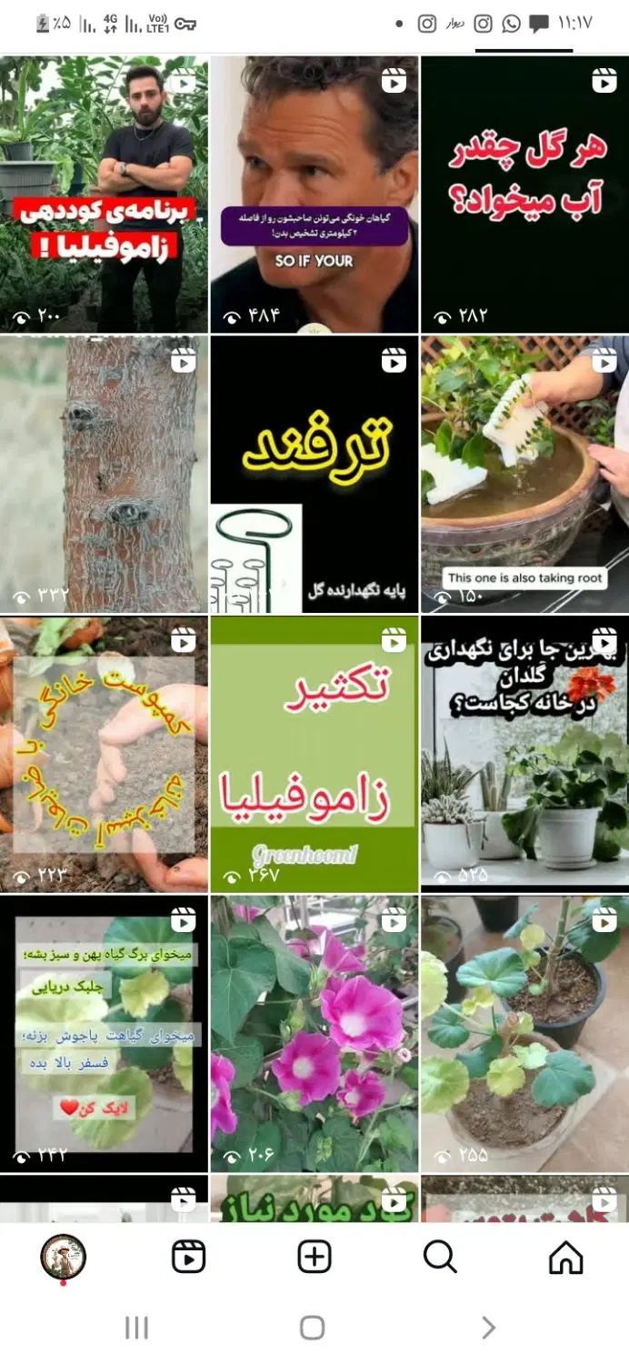 گل وگلدان آپارتمانی،تعویض خاک ،ویزیت ، درمان|خدمات باغبانی و درختکاری|کرمان, |دیوار