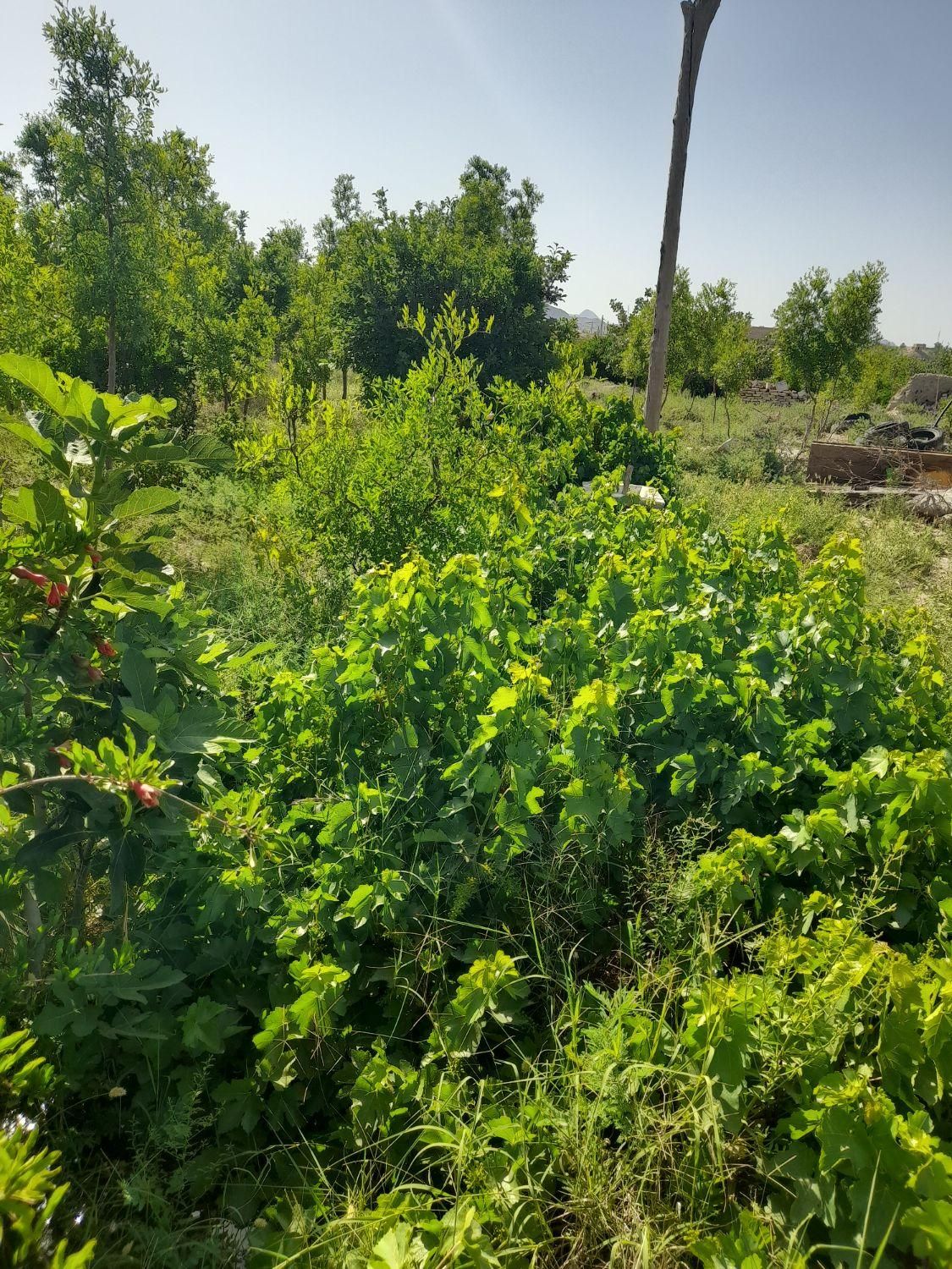 تصویر 2