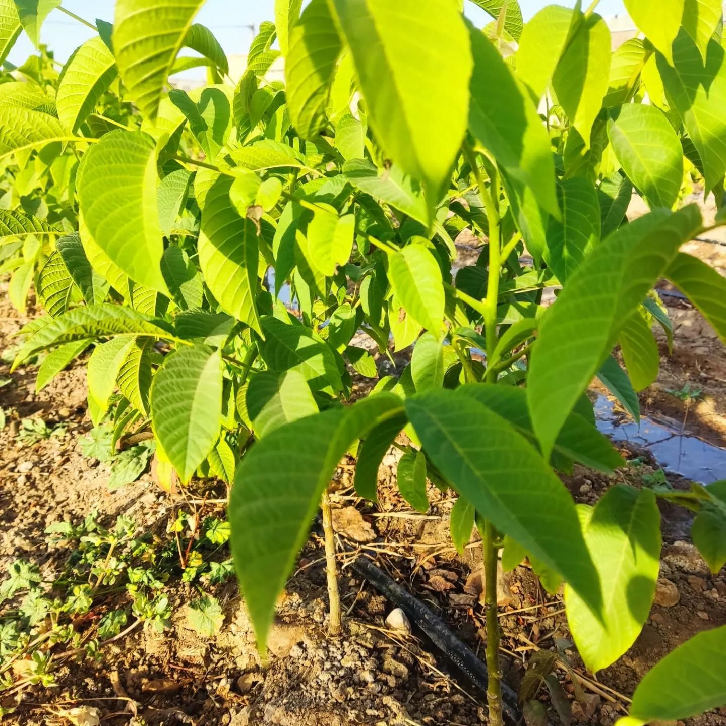 نهال ایلام ایوان زرنه|خدمات باغبانی و درختکاری|ایلام, |دیوار