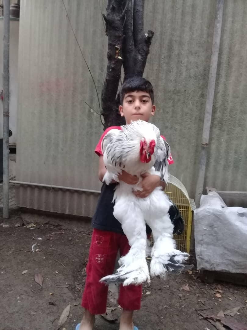 نیمچه خروس برهما لایت رومانی ، امپراطور ، امپراتور|حیوانات مزرعه|ساری, |دیوار