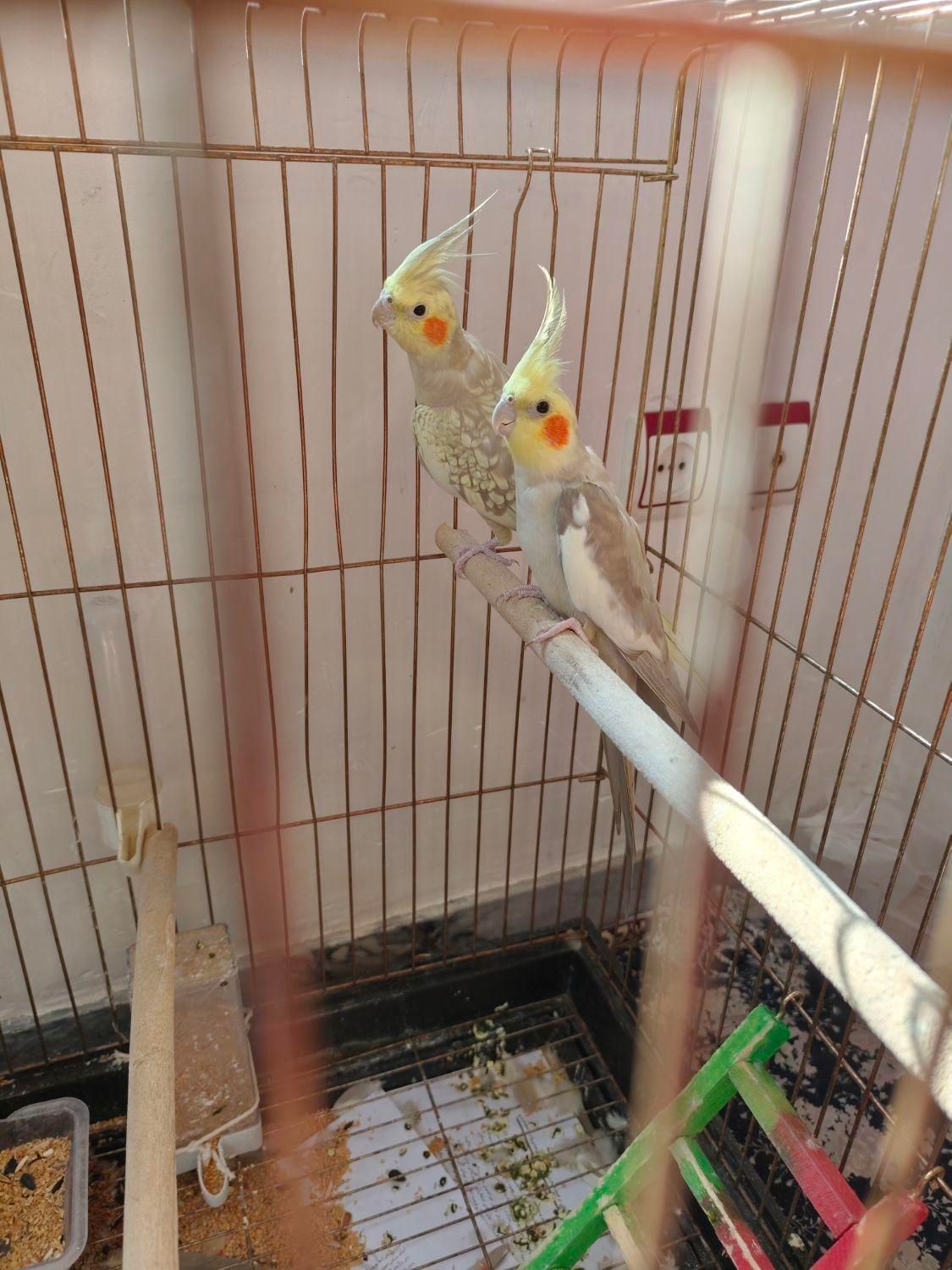 عروس نرماده تخم گذار|پرنده|تبریز, |دیوار