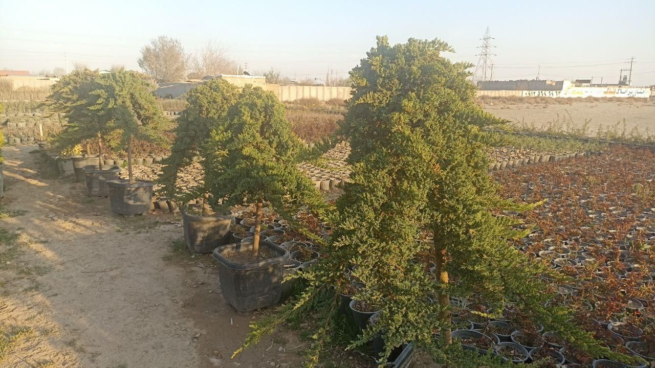 کاج ستاره ای و مورت|گل و گیاه طبیعی|کرج, ملک‌آباد|دیوار