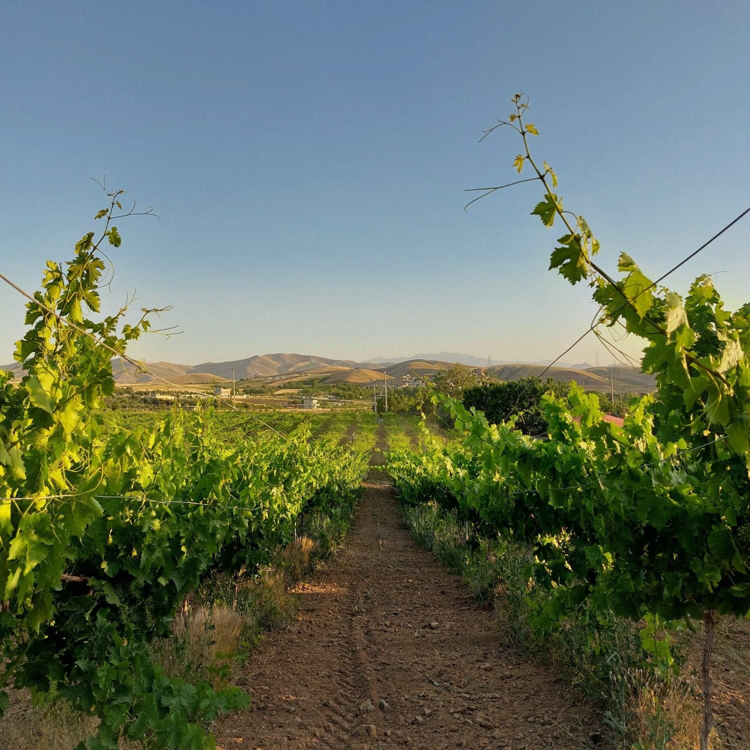 نهال گلدانی انگور تجاری خارجی|گل و گیاه طبیعی|سنندج, |دیوار