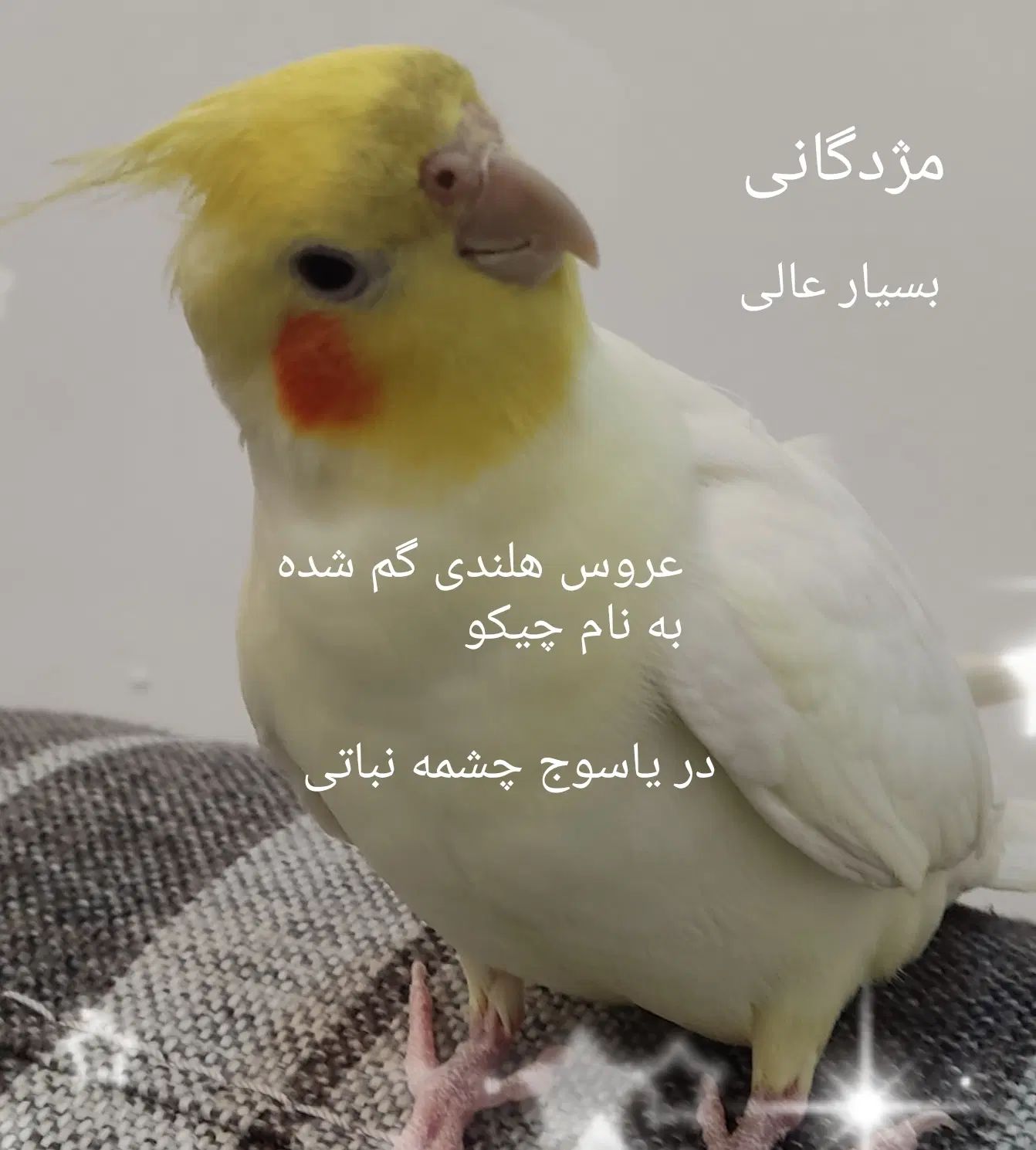 تورو خدا هرک پیدا کرد بیارش دخترم بی تابی میکنه|حیوانات|یاسوج, |دیوار