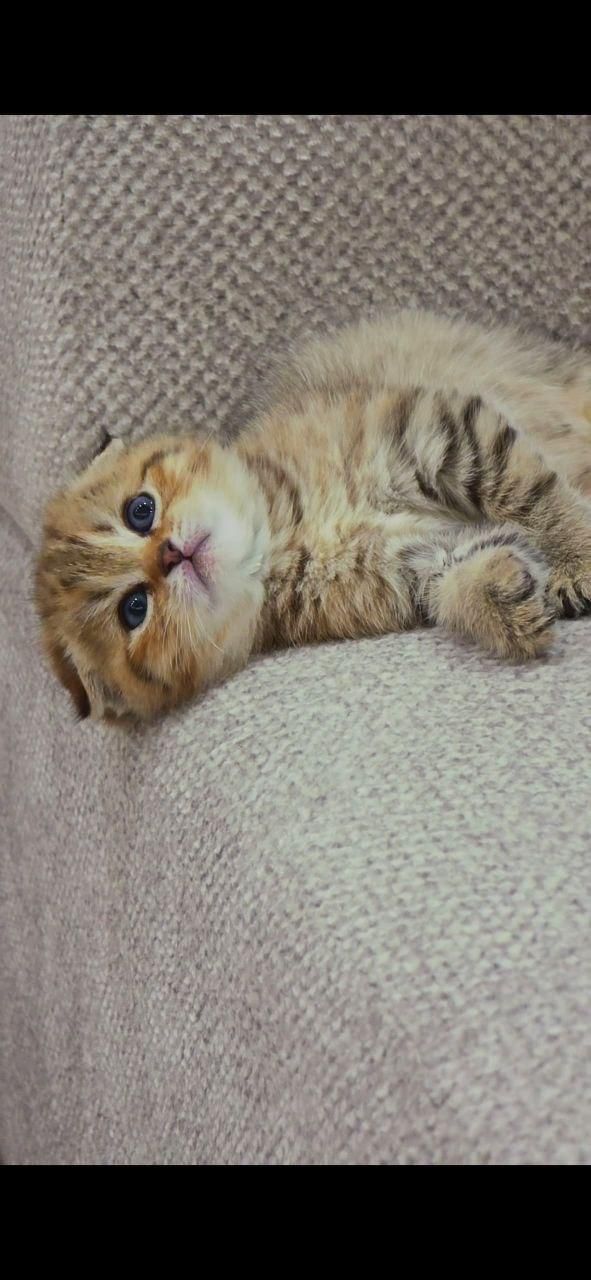 بازیگوش های خوشگل|گربه|سنندج, |دیوار