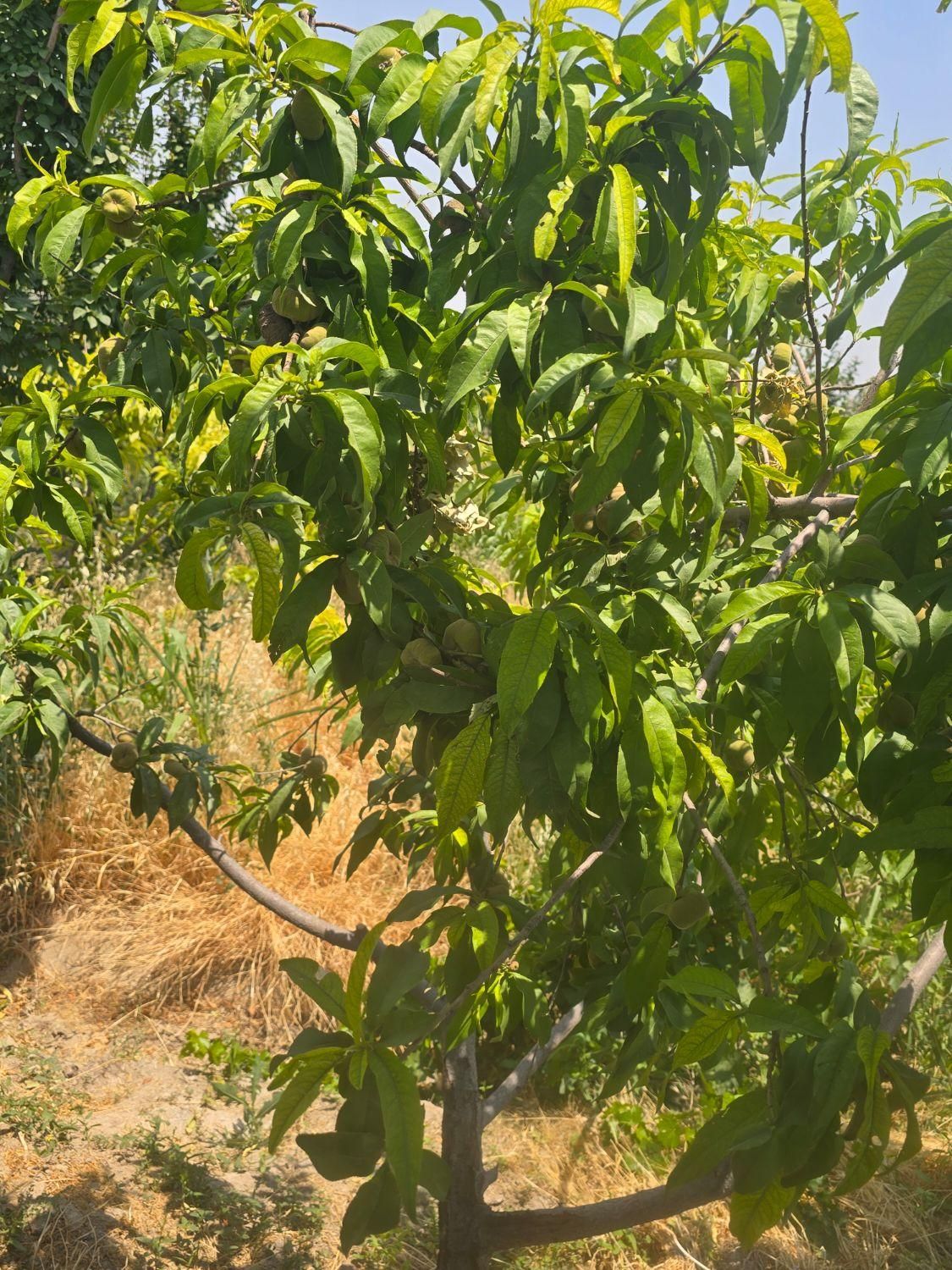 باغ و باغچه ۳۵۵ متری/سندتکبرگ/مجوزدار|فروش زمین و ملک کلنگی|شهریار, |دیوار