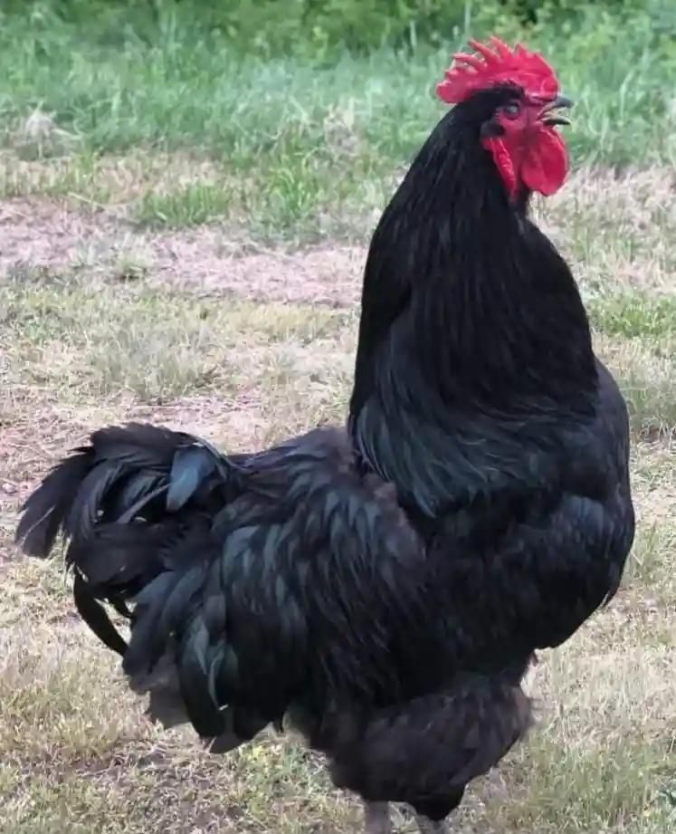 خروس سیاه ومشکی جهت قربانی|پرنده|کرج, حسینآباد|دیوار