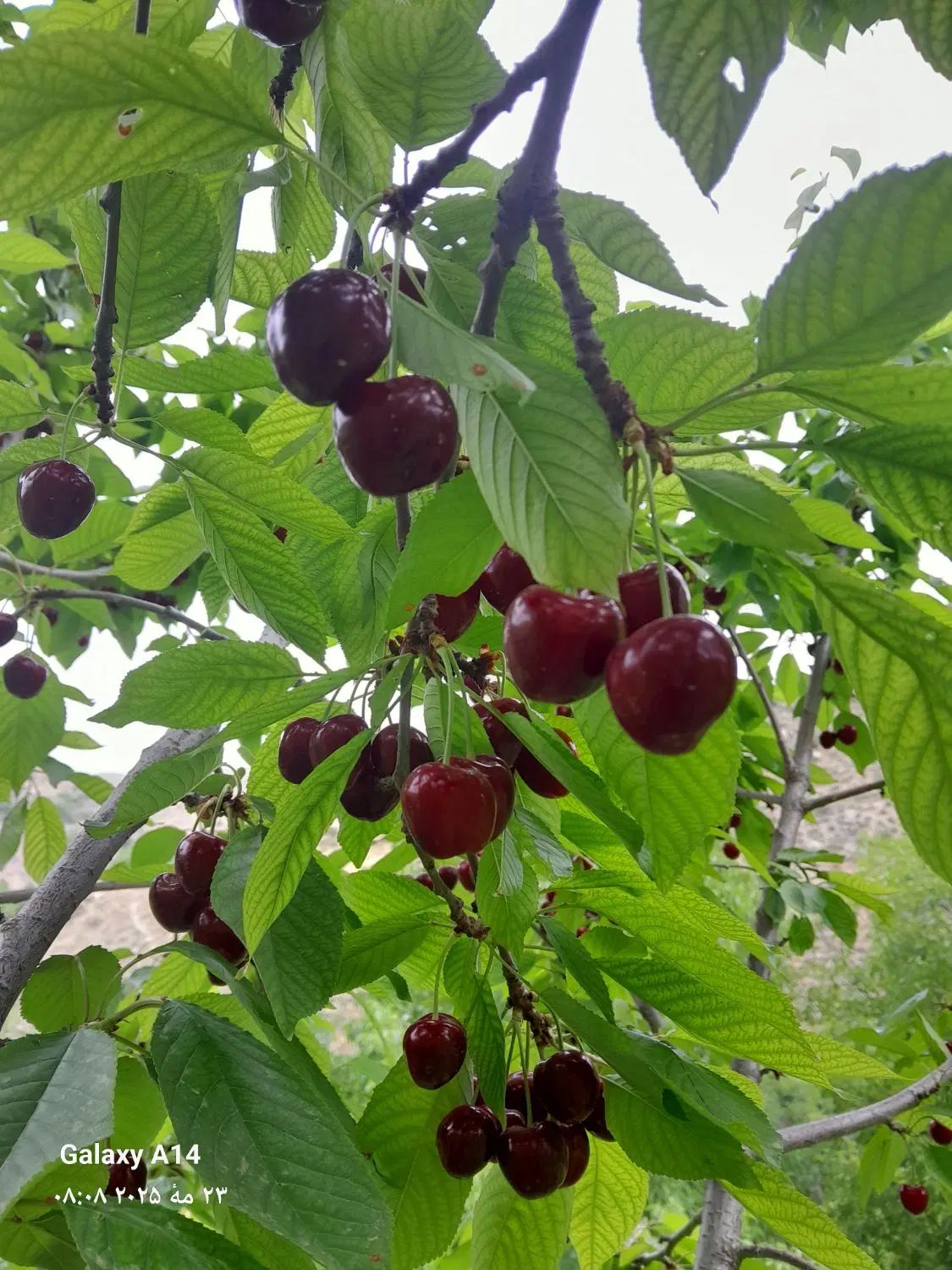 باغ فروشی|فروش زمین و ملک کلنگی|مشهد, سرافرازان|دیوار