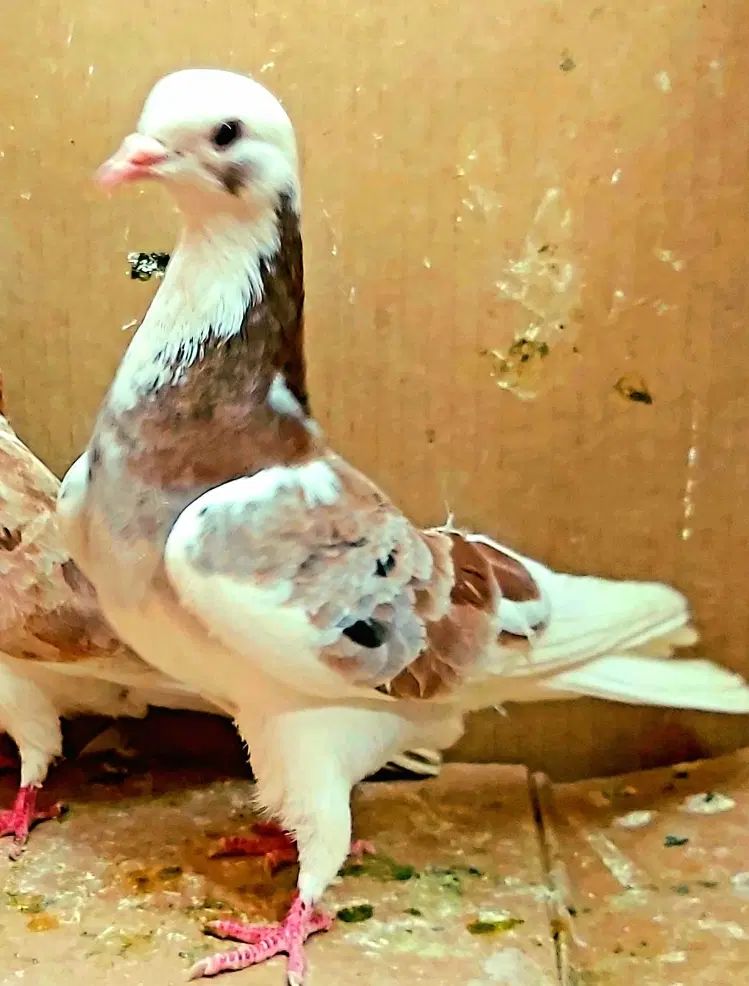 ۶۰جفت کفتر گنجه بری همه بدظهری همه ساعت سنگین|پرنده|نورآباد, |دیوار