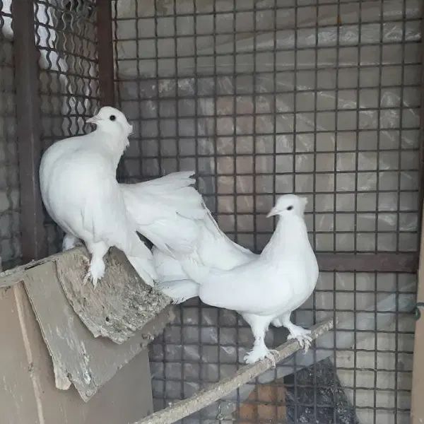 کفتر دم چتری کاکلی|پرنده|مشهد, کوی المهدی|دیوار