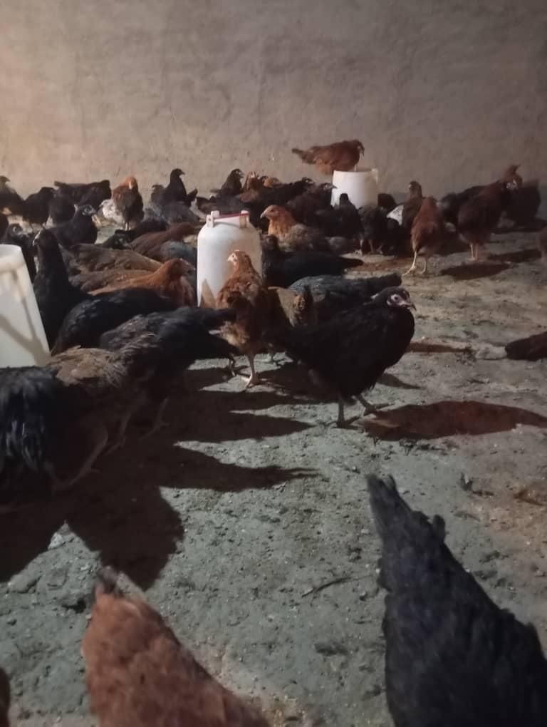 بلدرچین تخمگذار گوشت بلدرچین جوجه مرغ خروس|حیوانات مزرعه|قم, نوقطار|دیوار