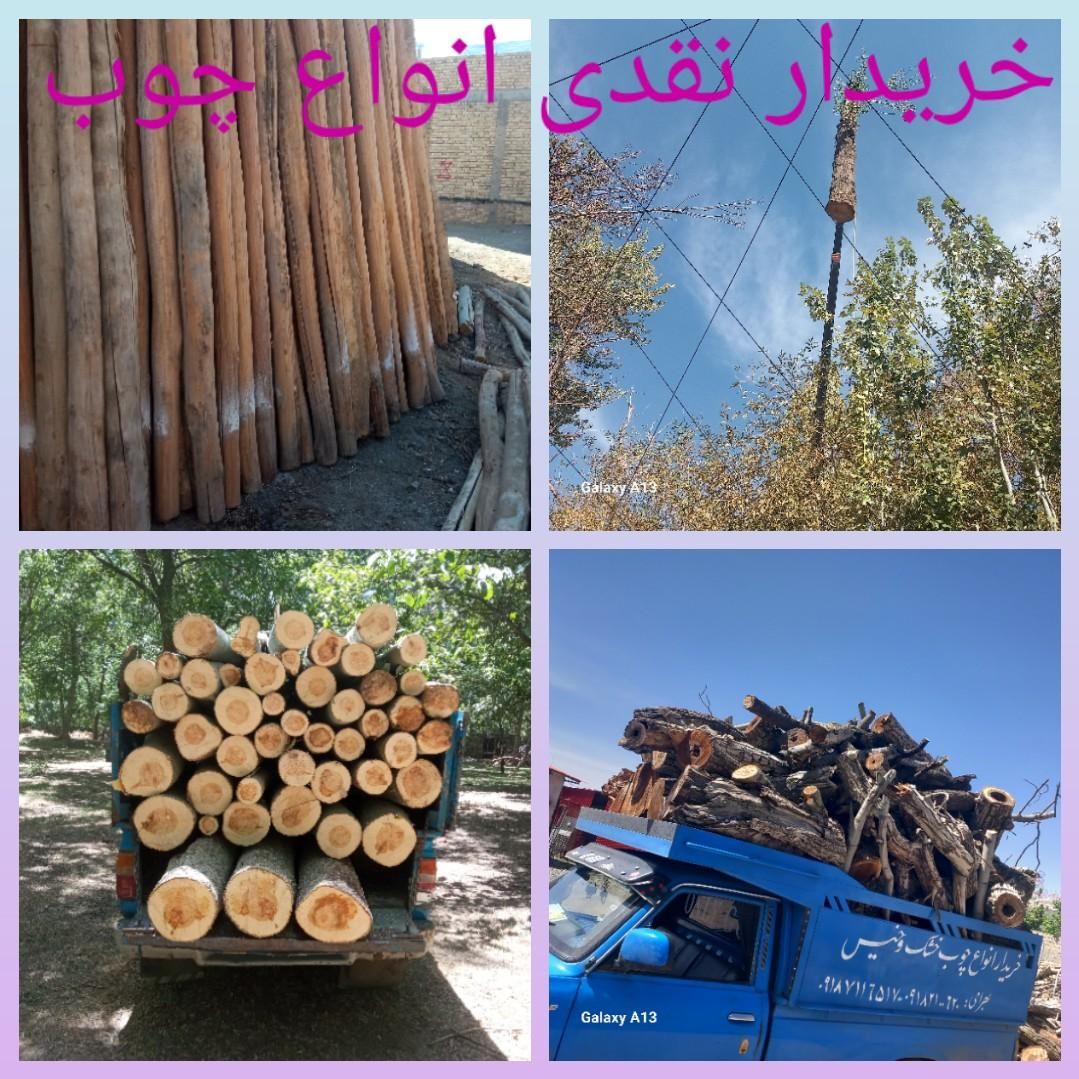 خریدار انواع چوب تر وخشک تیرکهنه سقفی ساختمان|عمده‌فروشی|همدان, |دیوار