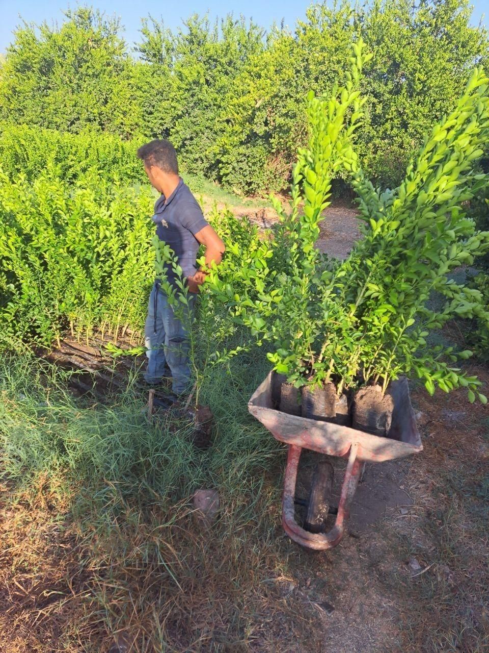 انوع نهال مرکبات و انبه و میوه های گرم سیری|خدمات باغبانی و درختکاری|بندرعباس, |دیوار