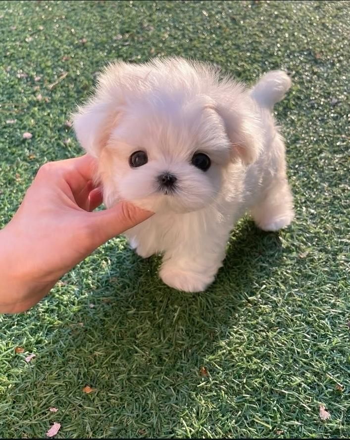 توله سگ مالتی پو (مالتیز+پودل)|سگ|تهران, جنتآباد جنوبی|دیوار