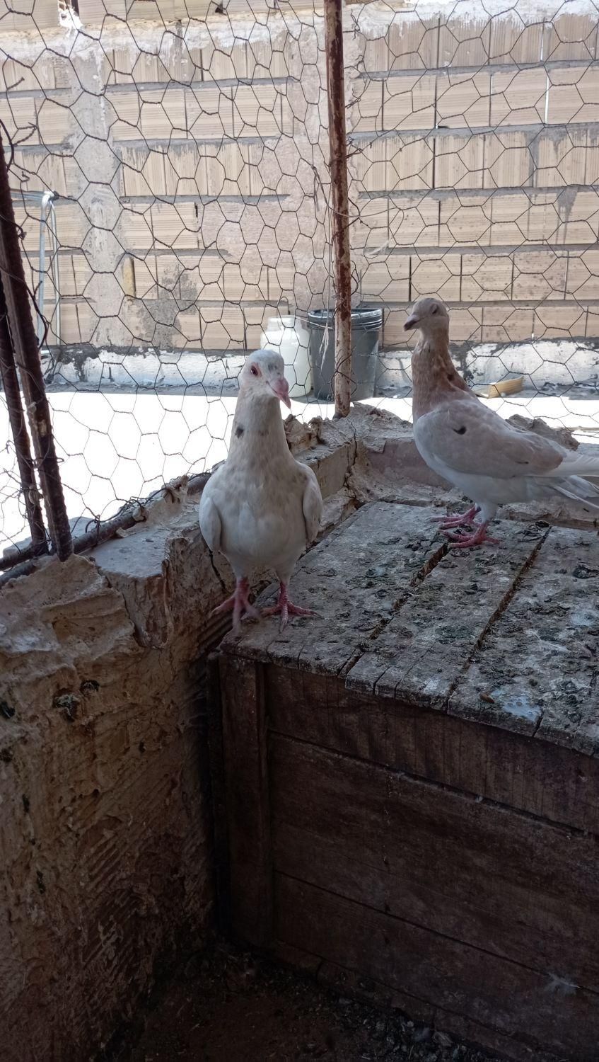 پرنده|پرنده|تاکستان, |دیوار