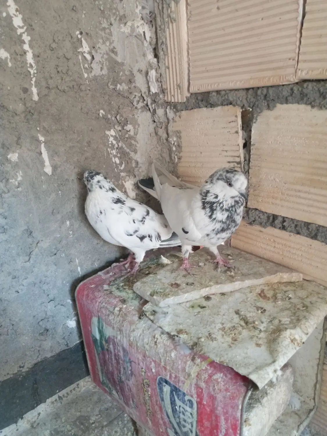 کفتر تهرونی نروماده و نر کله ای.دوکت.سوسکی|پرنده|اصفهان, دارک|دیوار