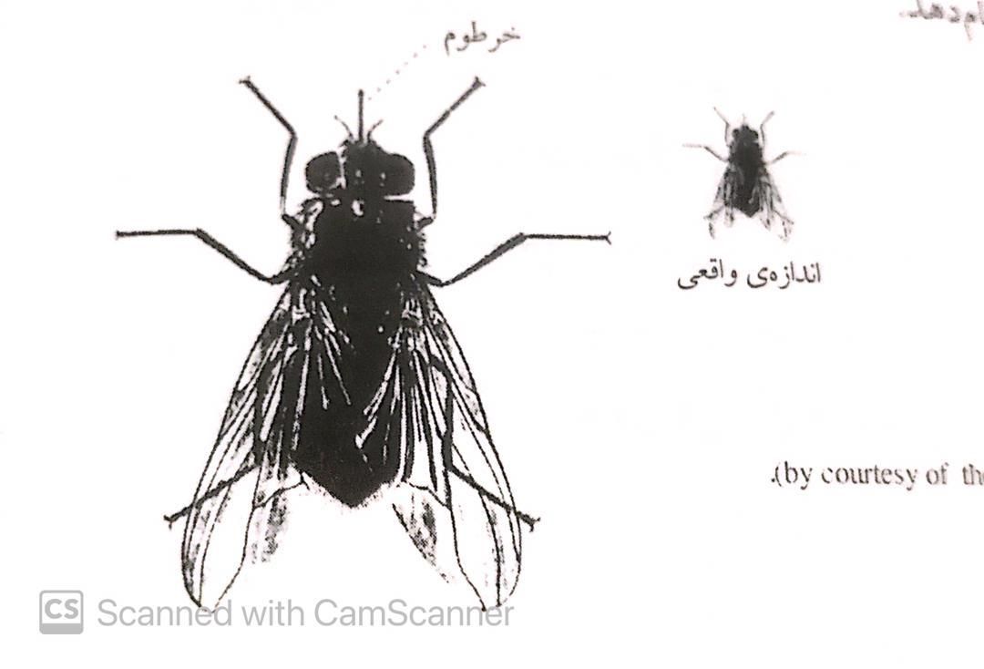 سم سمپاش سم پاش سمپاشی سم پاشی ساس سوسک موریانه|خدمات نظافت|نیشابور, شهرک قدس|دیوار