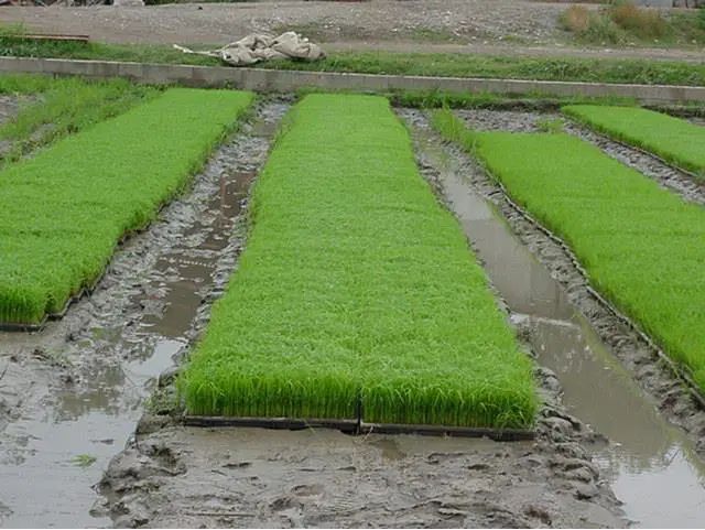 فروش مستقم هاشمی طارم از فریدون کنار از کشاورز|خوردنی و آشامیدنی|فریدون‌کنار, |دیوار