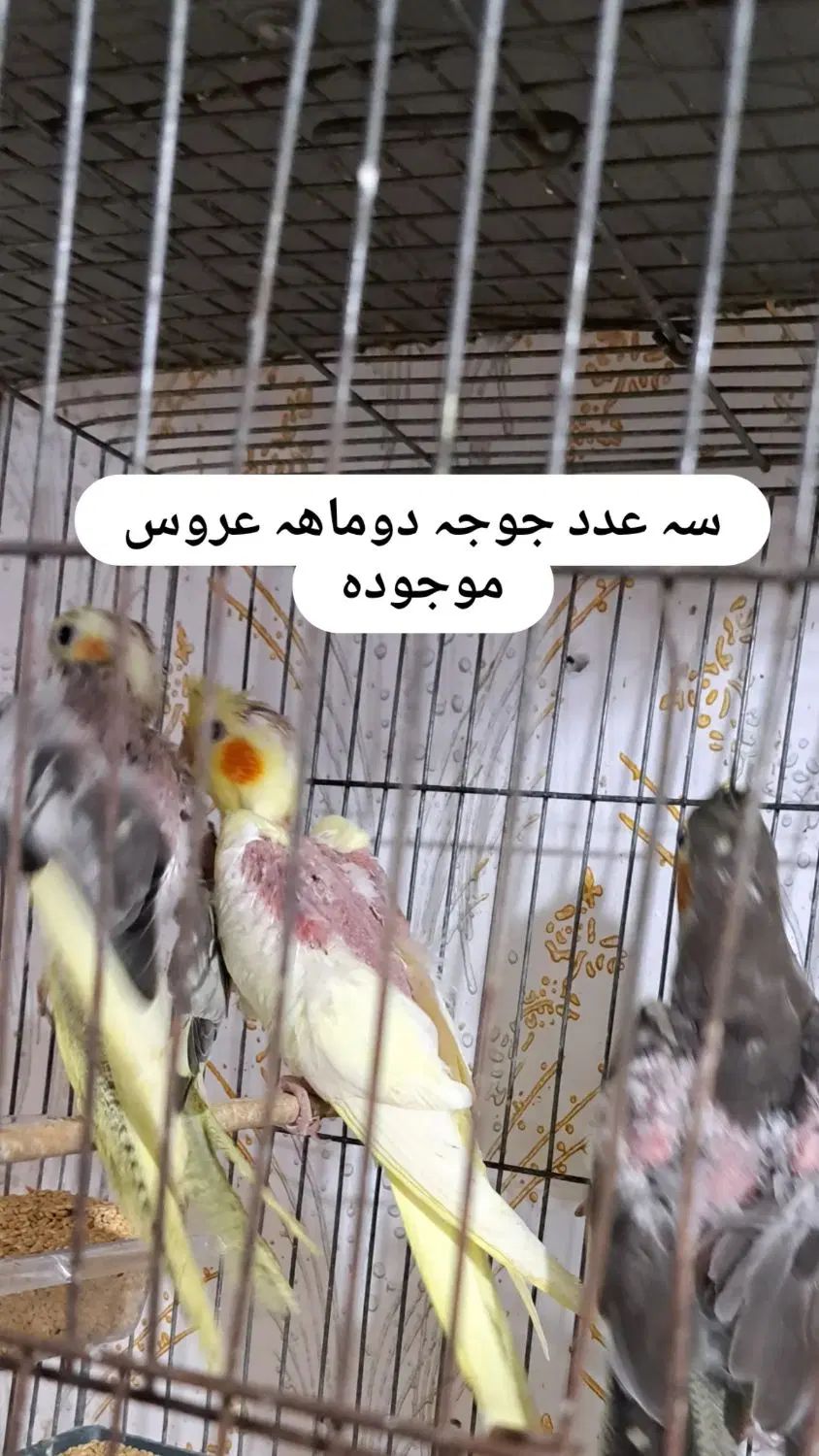 پرندگان زینتی زیبا|پرنده|رشت, علی آباد|دیوار