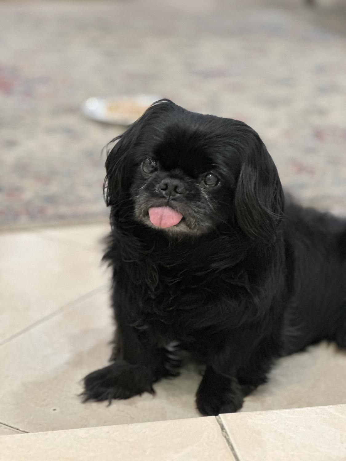 گمشده بیماری قلبی داره مژدگانی عالی|حیوانات|تهران, مسعودیه|دیوار