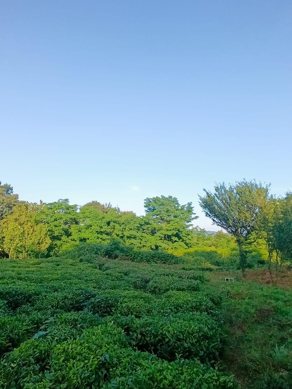 ۳۰۰متر کامل مسکونی جای دنج در دل طبیعت|فروش زمین و ملک کلنگی|شفت, |دیوار