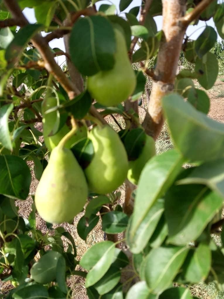فروش یا تهاتر واحد تجاری و مسکونی در تهران یا کرج|فروش زمین و ملک کلنگی|تهران, نجات اللهی|دیوار