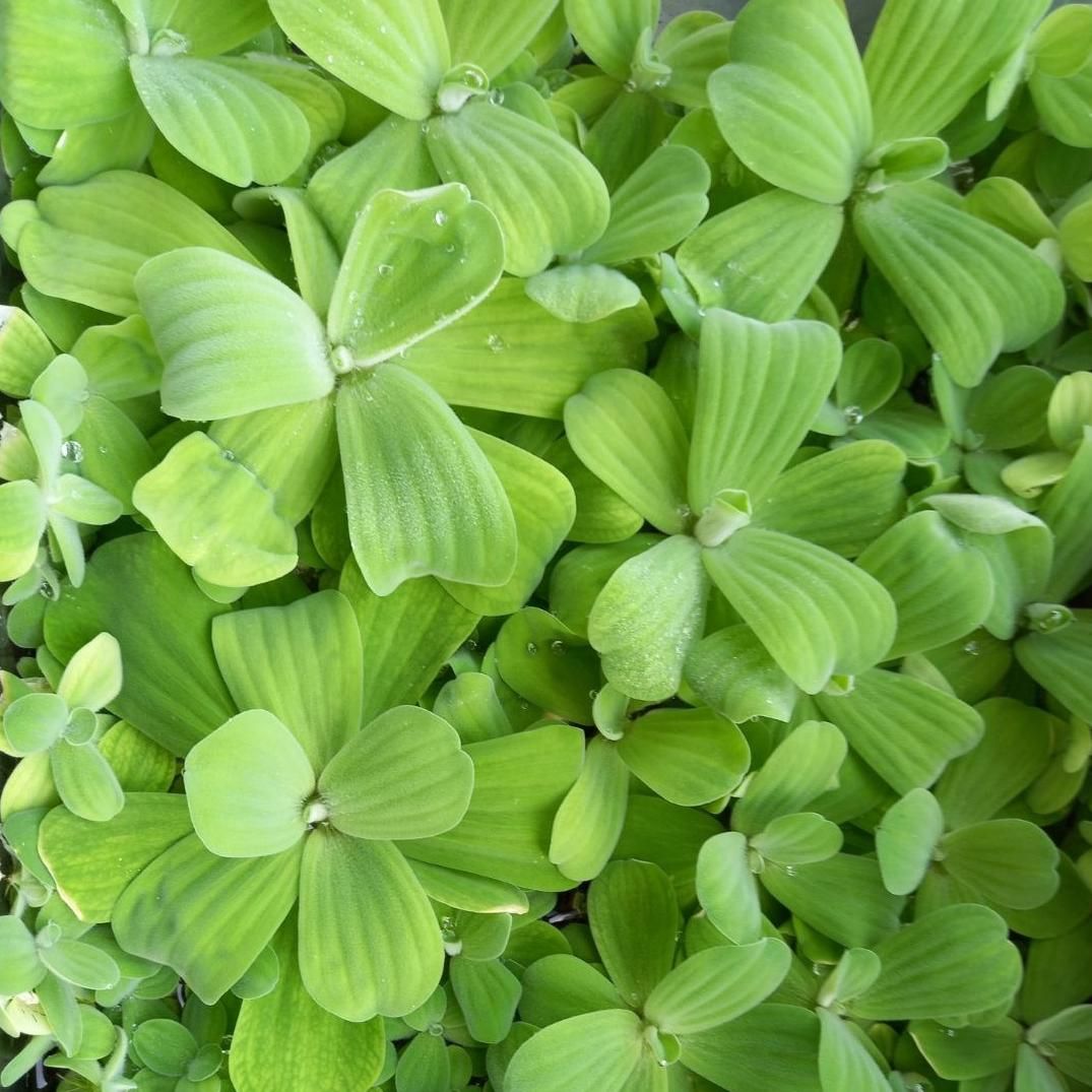 انواع گیاهان آکواریومی مقاوم و بدون نیاز به CO2|ماهی|تهران, گلستان (شهرک راه آهن)|دیوار