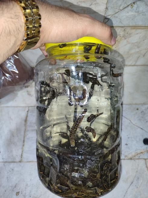 زالو صیدی و پرورشی|آرایشی، بهداشتی، درمانی|رشت, منظریه|دیوار