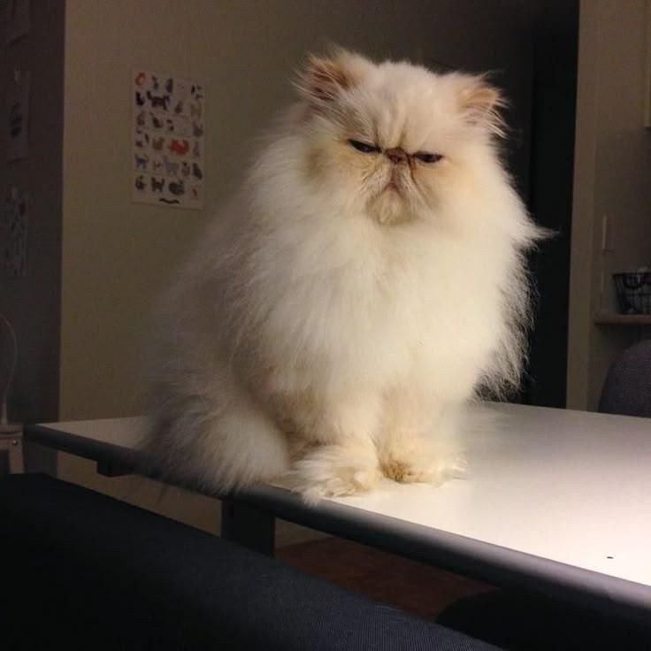 دنیای گربه های پرشین ( در تمامی رنگ ها )|گربه|اصفهان, جلفا|دیوار