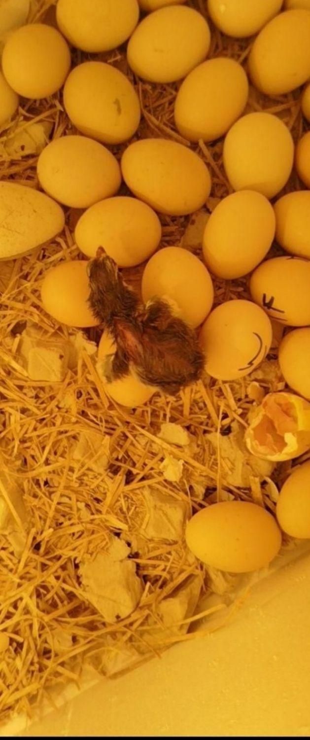 کفتر پرنده دستگاه جوجه کشی لاری|حیوانات|بجنورد, |دیوار