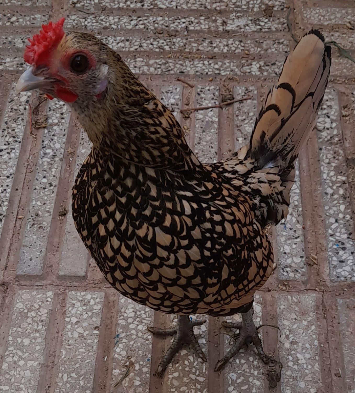 سلام  تخمرغ مینیاتوری پولک منظم مرغ خروس جوجه|حیوانات مزرعه|سبزوار, قدس|دیوار