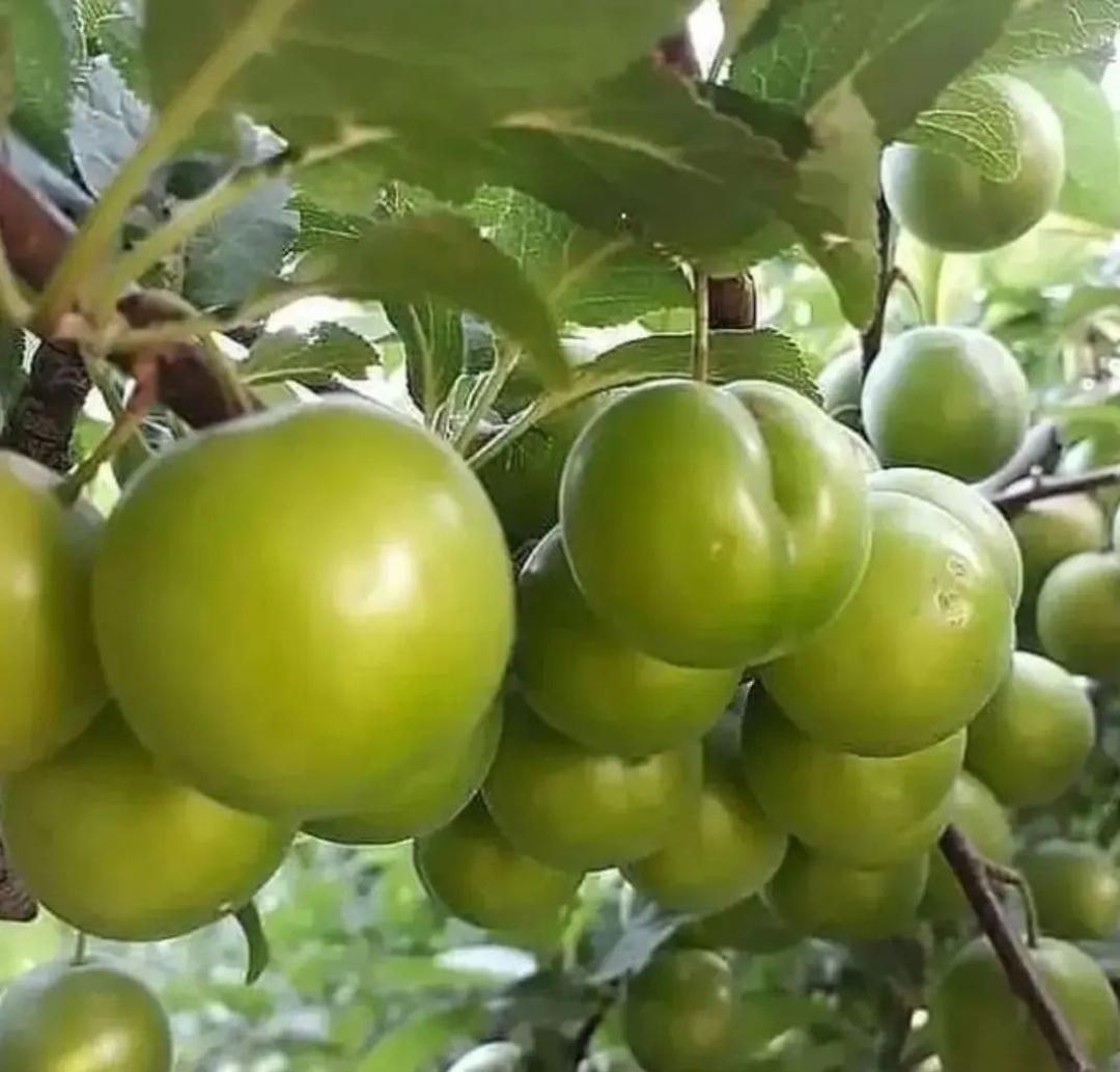 فروش عمده و جرئی انواع نهال میوه|خدمات باغبانی و درختکاری|کرج, برغان|دیوار