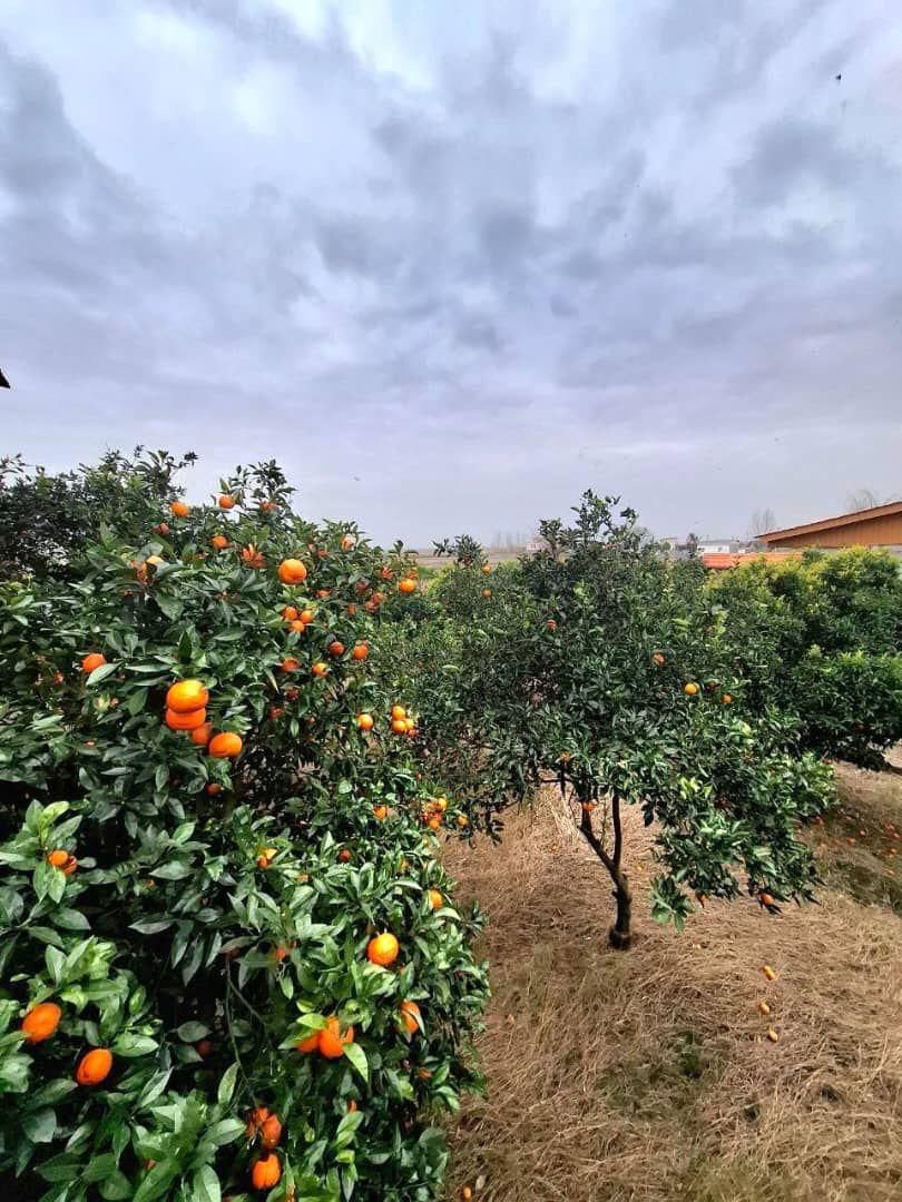 باغویلا2500مترسندو پروانه درختان مرکبات فریدونکنار|فروش خانه و ویلا|فریدون‌کنار, |دیوار