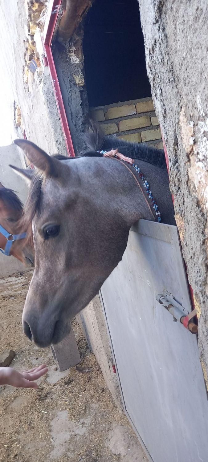 اسب عرب مصری نریون دوساله|اسب و تجهیزات اسبسواری|قزوین, |دیوار