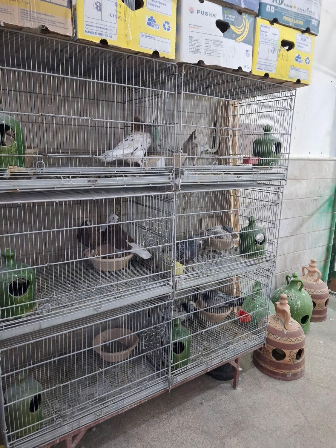 پرنده سرای حامد|پرنده|قم, هفت تیر|دیوار