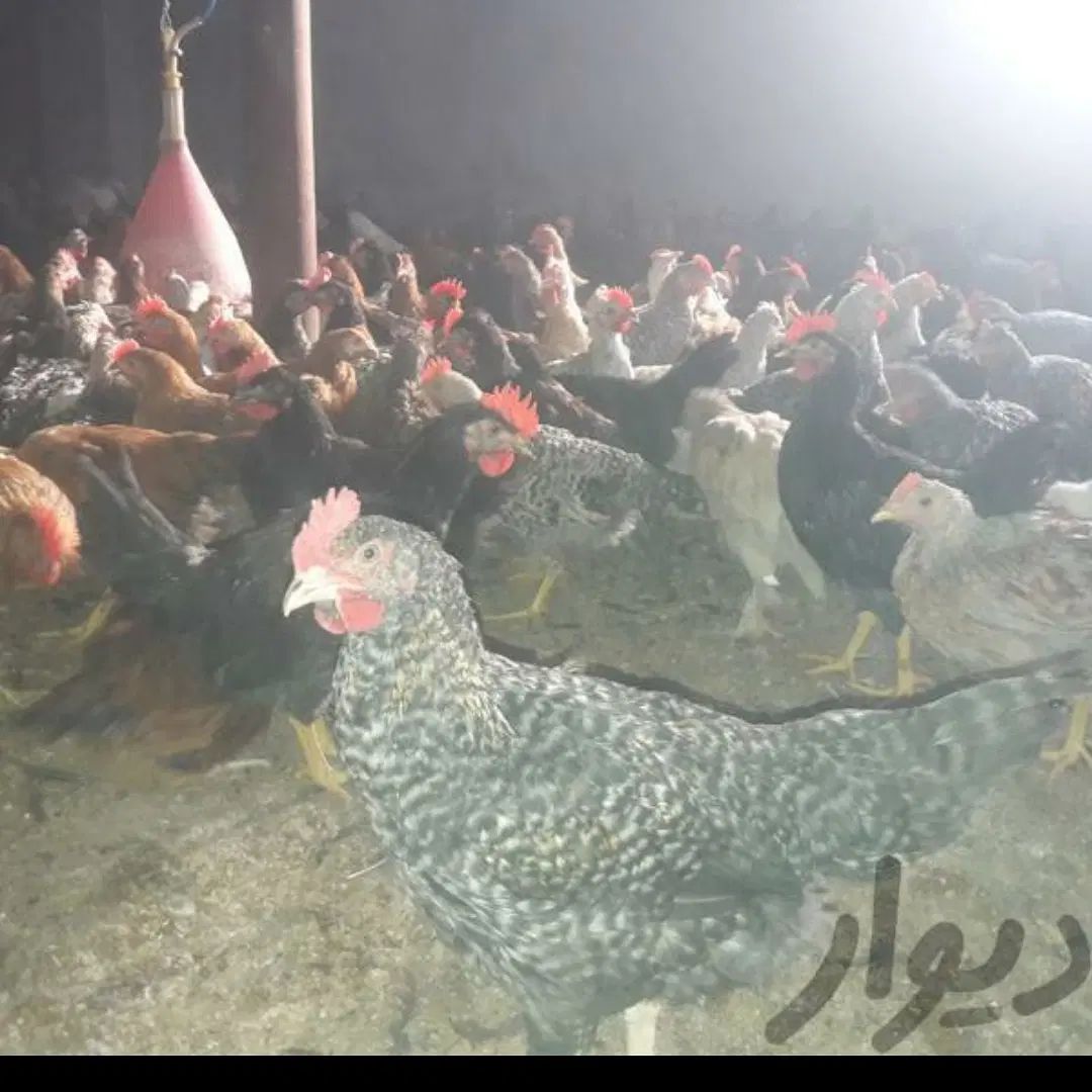 مرغ گوشتی و مرغ و جوجه خروس و جوجه مرغ محلی داروی|حیوانات مزرعه|شیراز, کوشک میدان|دیوار